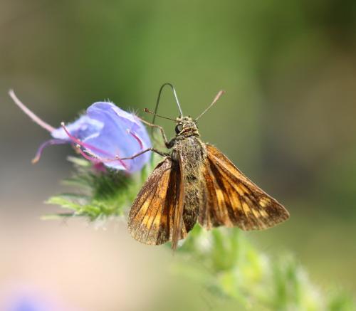 Ochlodes sylvanus